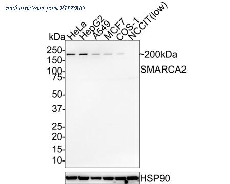 HUABIO HA750691 image 1