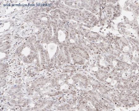 HUABIO HA750691 image 2