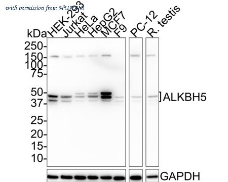 HUABIO HA750692 image 1