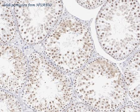 HUABIO HA750692 image 3