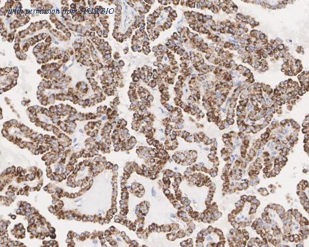 HUABIO HA750694 image 3