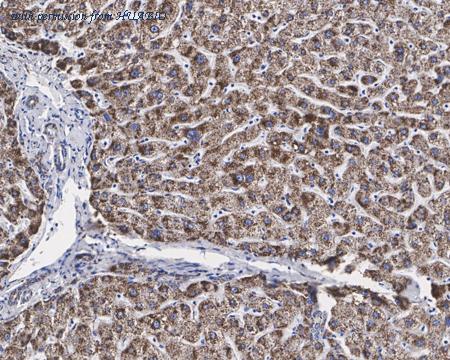 HUABIO HA750699 image 3