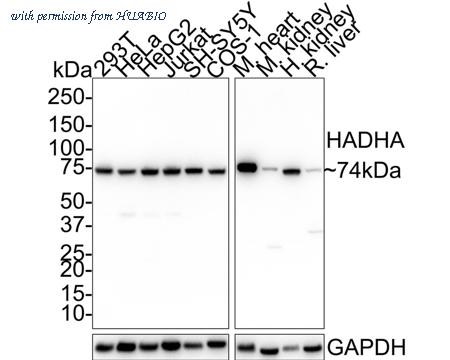 HUABIO HA750707 image 1