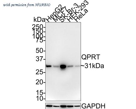 HUABIO HA750709 image 1