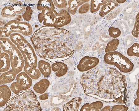 HUABIO HA750709 image 3