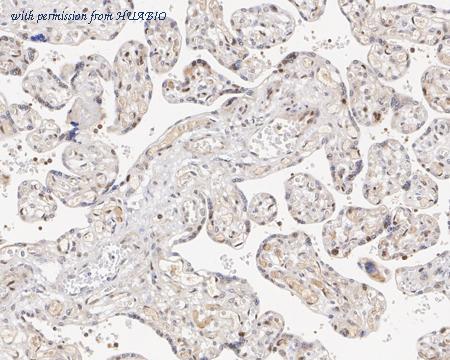 HUABIO HA750710 image 3