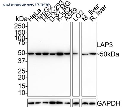 HUABIO HA750712 image 1