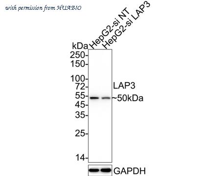 HUABIO HA750712 image 2