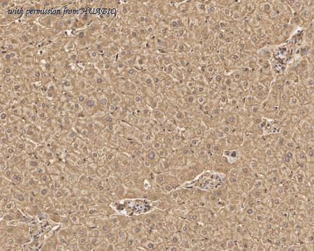 HUABIO HA750712 image 3