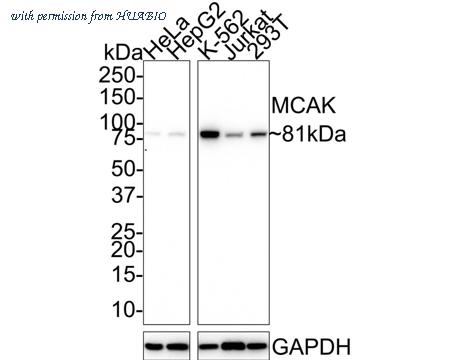 HUABIO HA750727 image 1