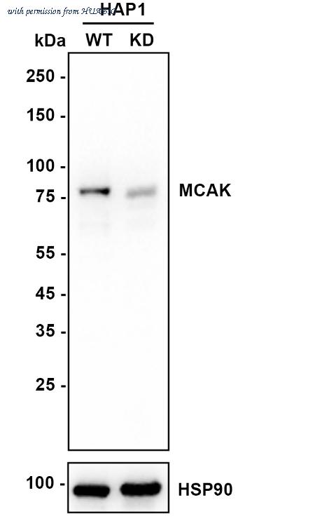 HUABIO HA750727 image 2