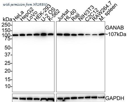 HUABIO HA750728 image 3