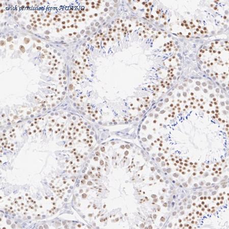 HUABIO HA750733 image 3