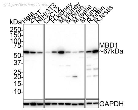 HUABIO HA750752 image 1