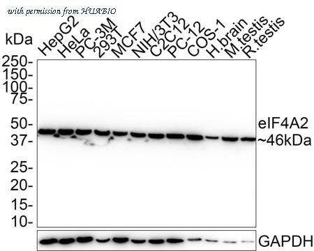 HUABIO HA750763 image 1