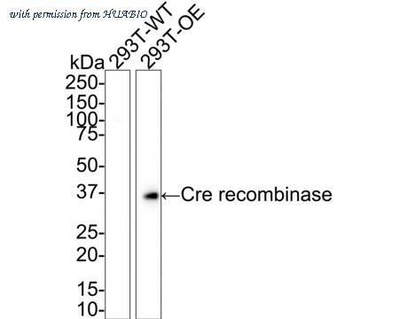 HUABIO HA750767 image 1