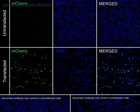 HUABIO HA750767 image 3