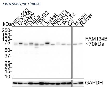 HUABIO HA750768 image 1