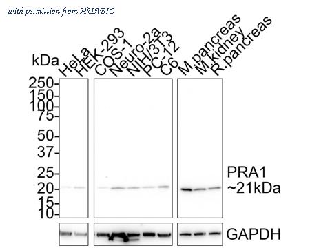 HUABIO HA750770 image 1