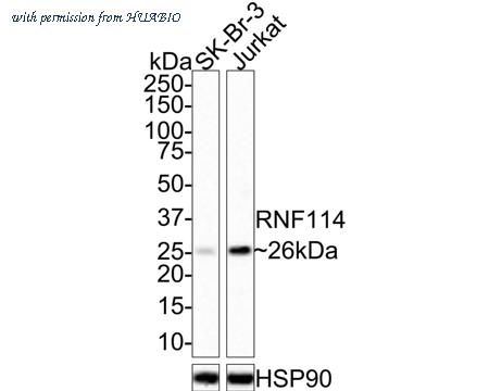 HUABIO HA750773 image 1