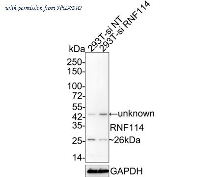 HUABIO HA750773 image 2