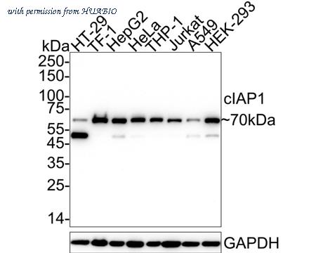 HUABIO HA750780 image 1