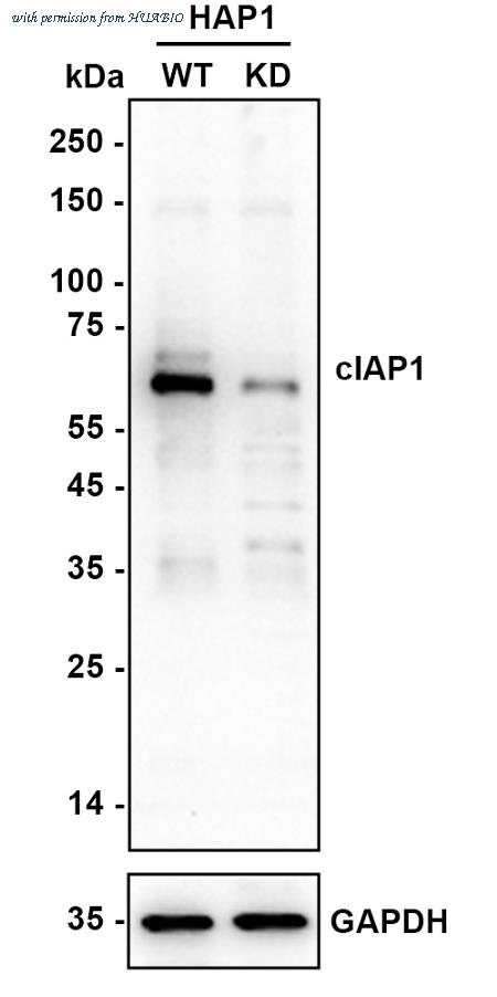 HUABIO HA750780 image 2