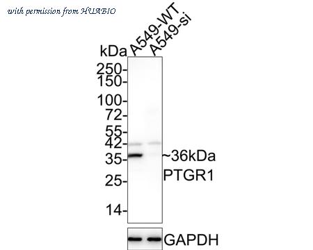HUABIO HA750782 image 2