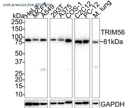 HUABIO HA750787 image 1