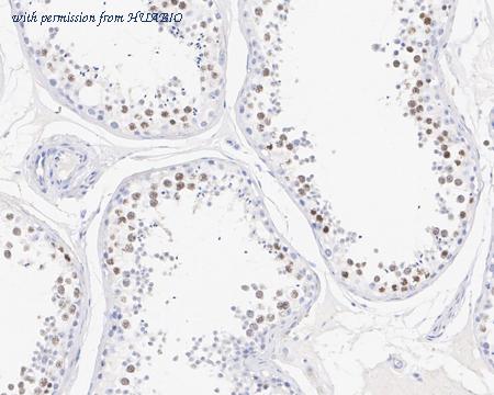 HUABIO HA750792 image 2