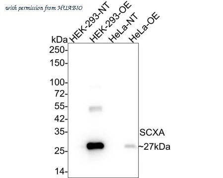HUABIO HA750793 image 1