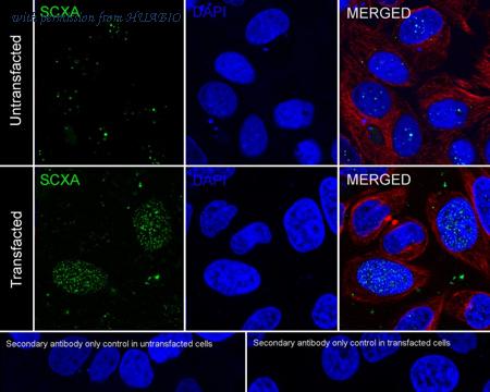 HUABIO HA750793 image 2