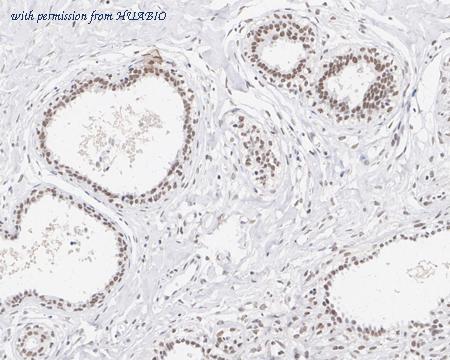 HUABIO HA750799 image 2