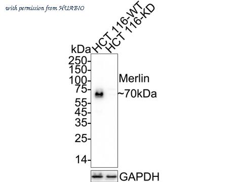 HUABIO HA750815 image 2