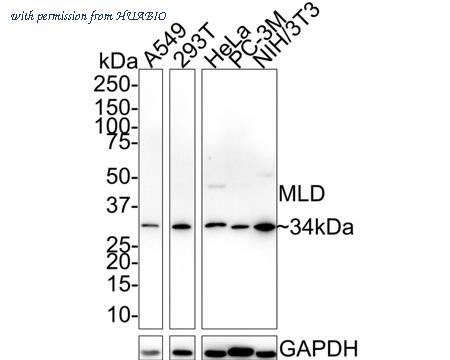 HUABIO HA750817 image 1
