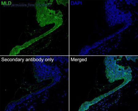 HUABIO HA750817 image 2