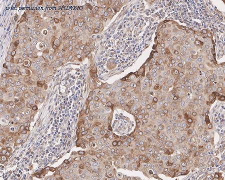 HUABIO HA750817 image 3