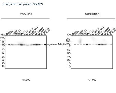 HUABIO HA750822 image 1