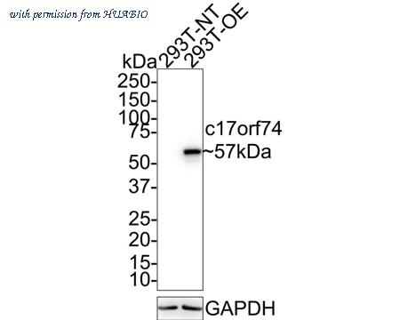 HUABIO HA750823 image 1