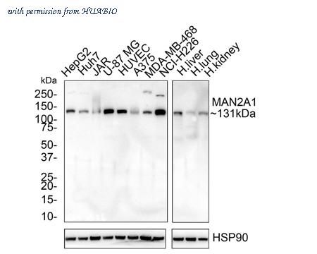 HUABIO HA750824 image 1