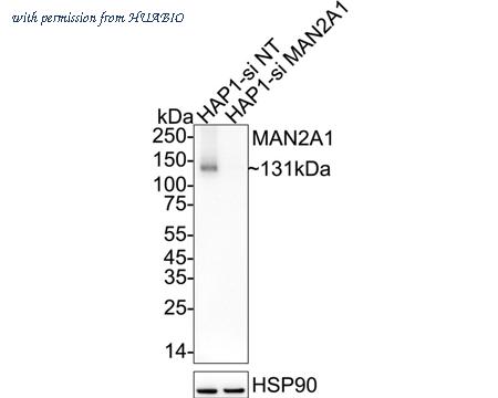 HUABIO HA750824 image 2
