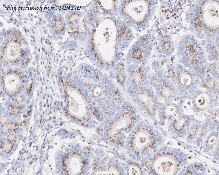 HUABIO HA750824 image 3