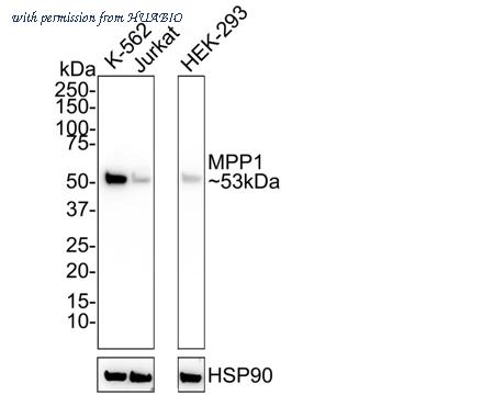 HUABIO HA750826 image 1