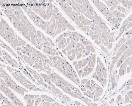 HUABIO HA750826 image 3