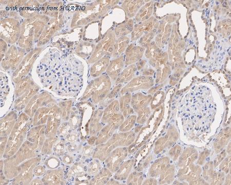 HUABIO HA750828 image 2