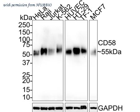 HUABIO HA750829 image 1