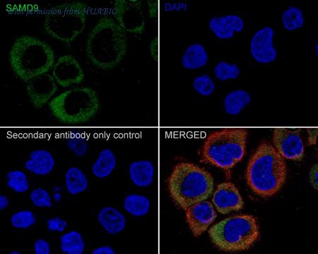 HUABIO HA750830 image 2