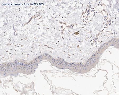 HUABIO HA750830 image 3