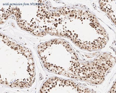 HUABIO HA750832 image 3