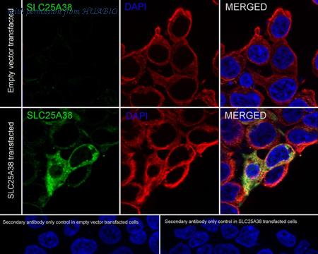HUABIO HA750834 image 2